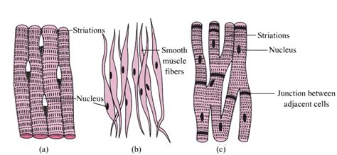 Non Striated Voluntary Muscle