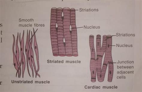 Unstriated Muscle Diagram Brainly In