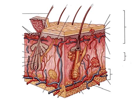 Anatomy Skin Labeling Diagram Quizlet