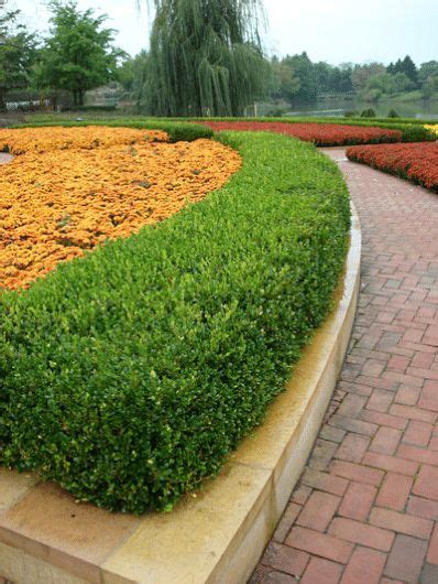 The dwarf english boxwood (buxus sempervirens suffruticosa), an evergreen shrub, gets to around 3 feet tall. Dwarf English Boxwood Shrub | English boxwood, Pool ...