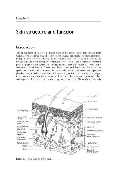 Skin Structure And Function