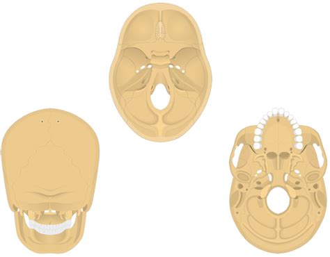 Parts Of Occipital Bone