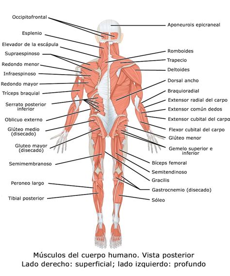 El Cuerpo Humano Y Sus Partes Con Imágenes Para Imprimir Pequeocio