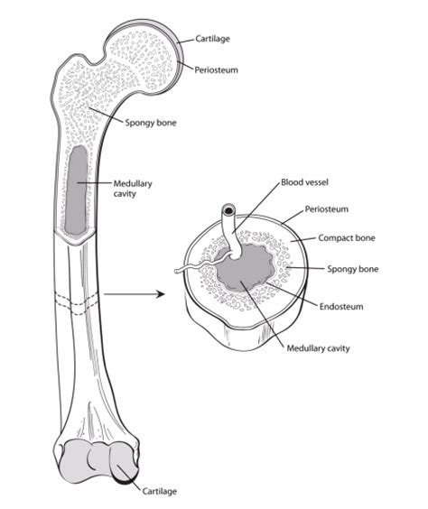 Starting from the outside and examining the layers. If You Have Osteosarcoma