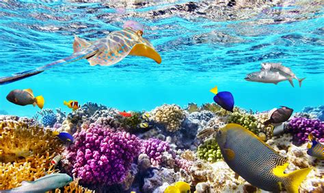 Tropical fish, sea turtles, and many other marine creatures the great barrier reef is an astounding natural ecosystem with all of this marine life and the coral reef itself. Great Barrier Reef 4K - Pressebereich