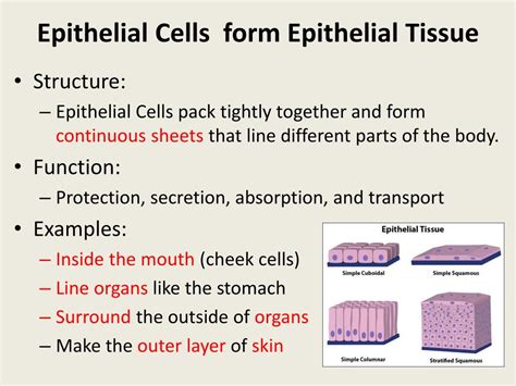 PPT Epithelial Cells Form Epithelial Tissue PowerPoint Presentation