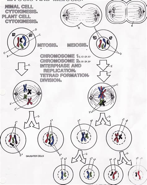 Meiosis Coloring Worksheets