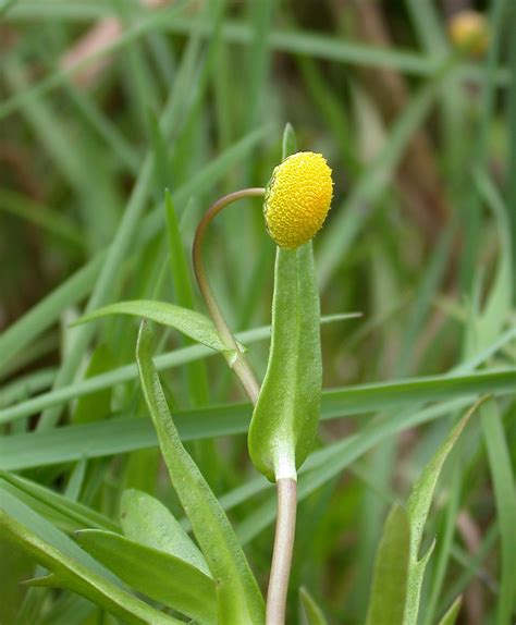 Buttonweed Cotula Coronopifolia Astonfields Staffordshire Flickr