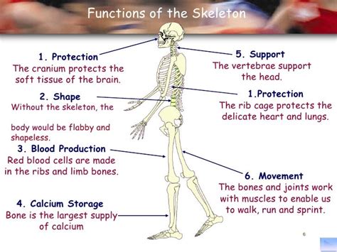 Principles Of Ap 1112 Session 2 Skeletal System Functions Of