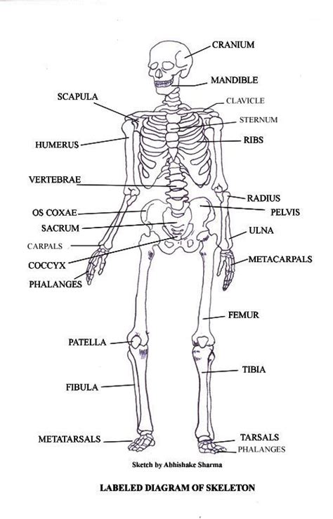 Free Printable Human Skeleton Labeled