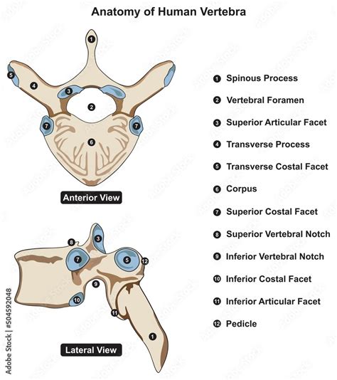 Anatomy Of Human Vertebra Structure Infographic Diagram Part Of