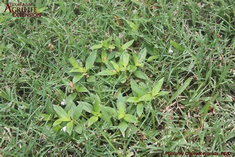 Virginia Buttonweed Aggieturf