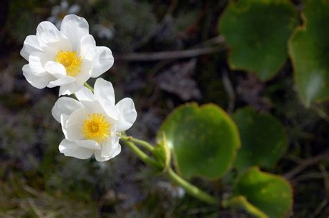 Mount Cook Lily Mount Cook Buttercup Mountain Buttercup Photo Image