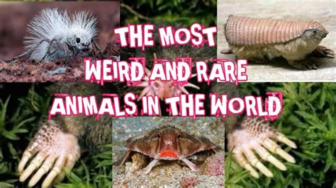 The Most Weird Animals In The World Youtube