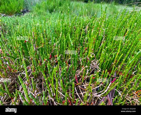 Australian Summer Weed Hi Res Stock Photography And Images Alamy