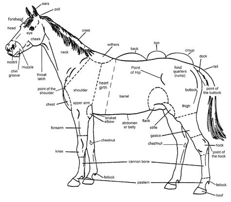 Body Care And Health For Horses Cts Courses