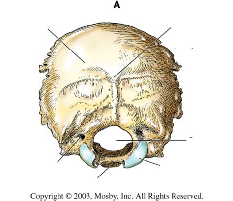 Occipital Bone External Surface Diagram Quizlet