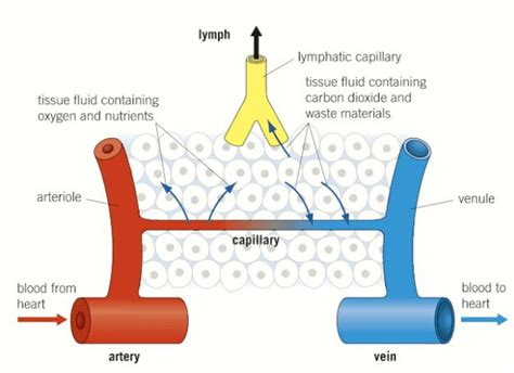 Tissue Fluid Formation Biology Quizizz