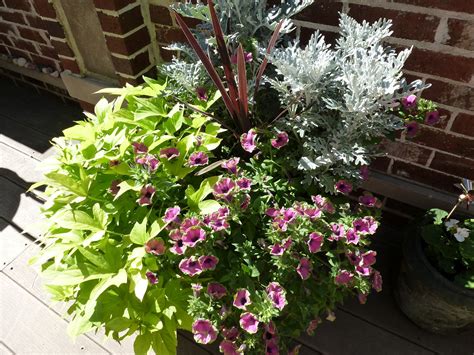 I placed an old sweet potato in a jar sometime back in february, and this is what it looks like today. A No Fail Garden Color Combination | Design Improvised