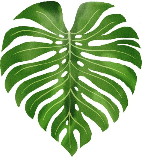 Hojas Tropicales Acuarela Pintada 11904768 PNG