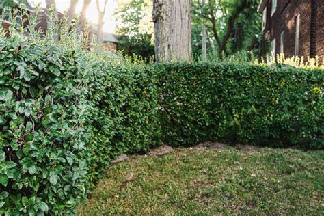 17 Fast Growing Shrubs For Privacy Hedges