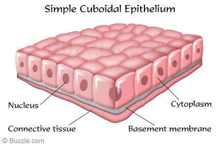 Simple Cuboidal Epithelium Labeled Basement Membrane