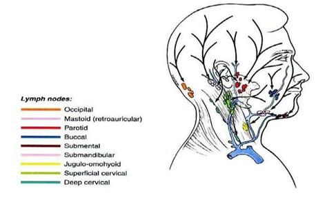 The Scalp Focus Dentistry