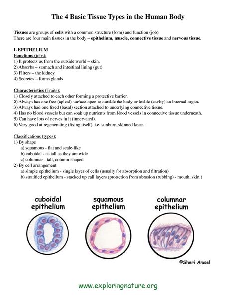 Human Body Tissues And Their Functions