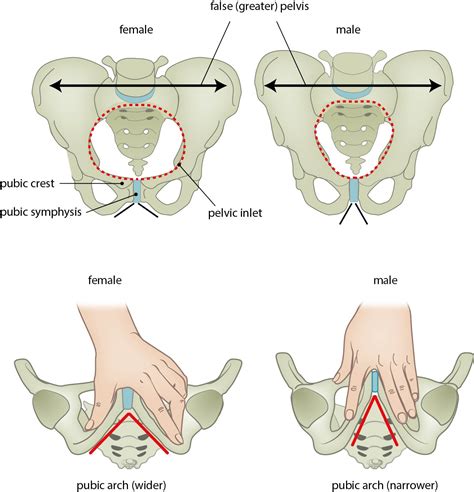 Male Vs Female Pelvis Differences Anatomy Of Skeleton 45 OFF