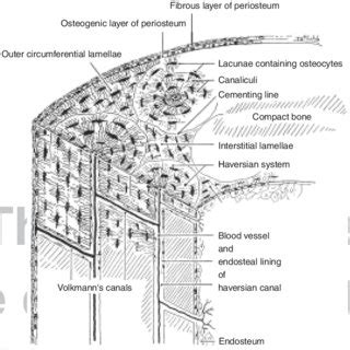 Structure Of Compact Bone Longitudinal And Cross Sectional View Of