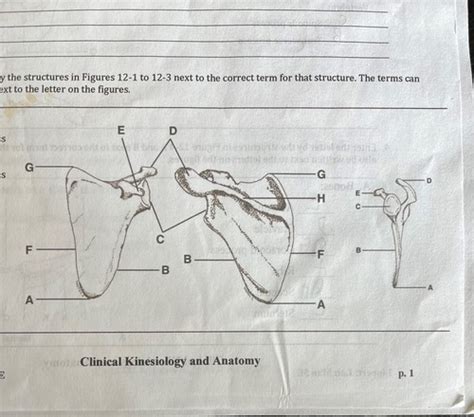 Ahsc 312 Musculoskeletal Evaluation Exam 2 The Shoulder Flashcards