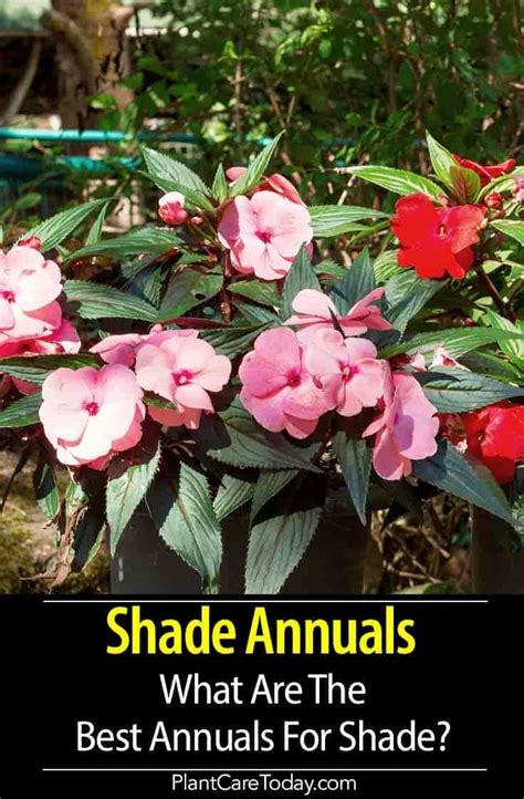 This perennial for the sun also comes in blue). Shade Annuals: What Are The Best Annuals For Shade? in ...