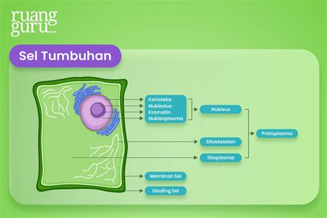 Struktur Sel Tumbuhan And Sel Hewan Beserta Fungsinya