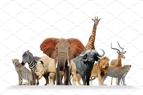 Group Of African Safari Animals Toge Featuring Cheetah Zebra And