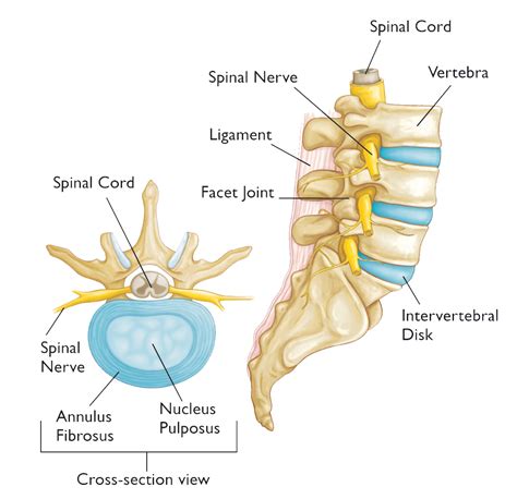 Disc Diagram Spine