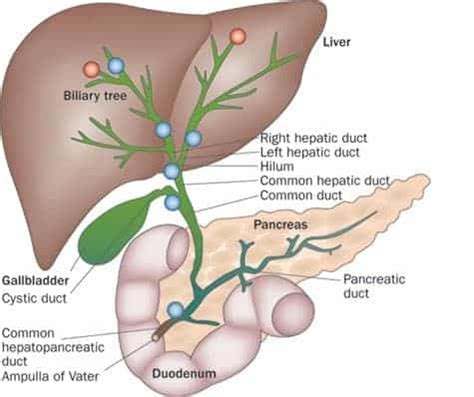 EXTRAHEPATIC BILIARY SYSTEM New