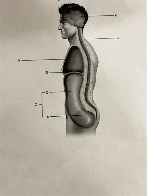 Axial Body Cavities Diagram Quizlet