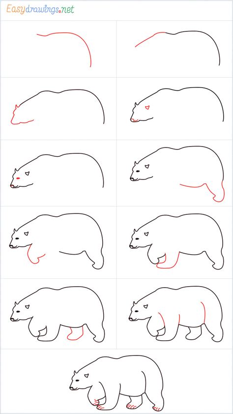 How To Draw A Polar Bear Step By Step 11 Easy Phase