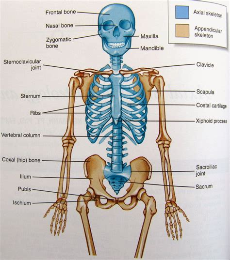 Diagram Of Human Skeleton Labeled Each Bone