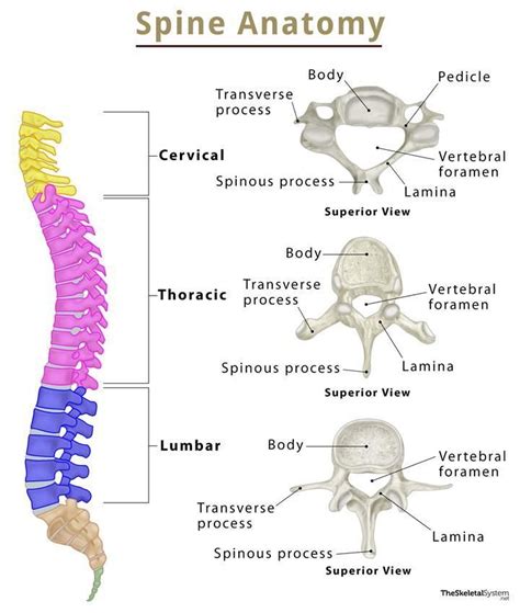 Spine Vertebral Column Bones Anatomy And Labeled Diagram Basic