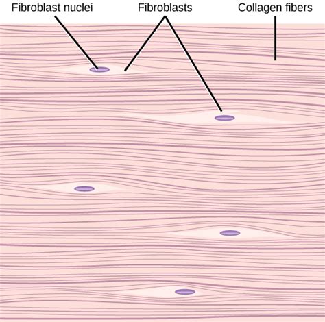 Connective Tissues Biology For Non Majors II