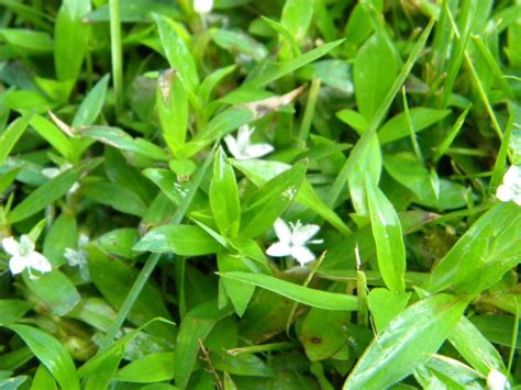 Ask Harvey Cotten Can Anything Kill Pesky Virginia Buttonweed