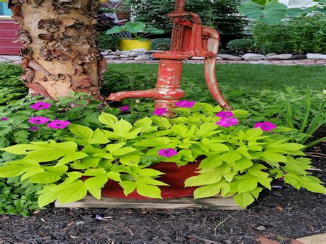 Kaukura treasure island, edible foilage and sweet potatoes at the end of the season, ipomoea. Sweet Potato Vine - Schwartz Greenhouse