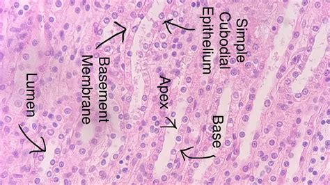 Simple Cuboidal Epithelium Structure