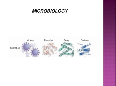 PPT MICROBIOLOGY Practical Class PowerPoint Presentation Free