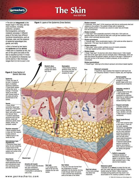 Skin Chart Medicine And Anatomy Quick Reference Guide Ebook Rental