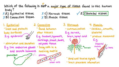 Question Video Recalling The Major Tissue Types In The Human Body Nagwa