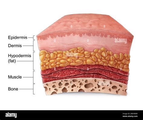 Epidermis And Dermis Layers Of Skin