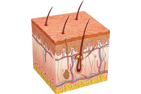 Challenge A Anatomy Of The Skin Diagram Quizlet