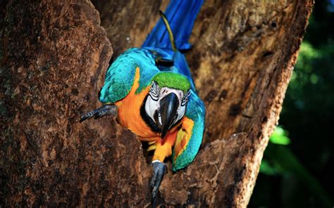 4k Parrot Wallpapers Wallpaper Cave